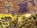 Enerthenema papillatum-amf2